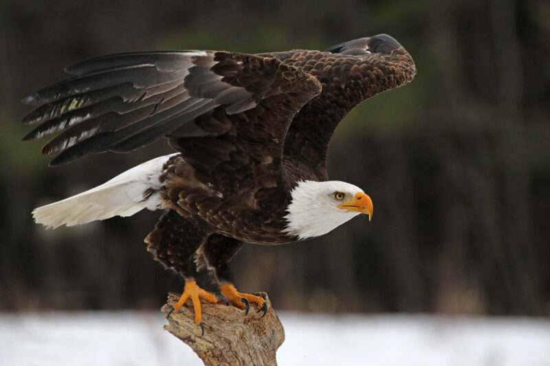 Man Pleads Guilty to Bald Eagle ‘Killing Spree,’ Co-Defendant Still at Large