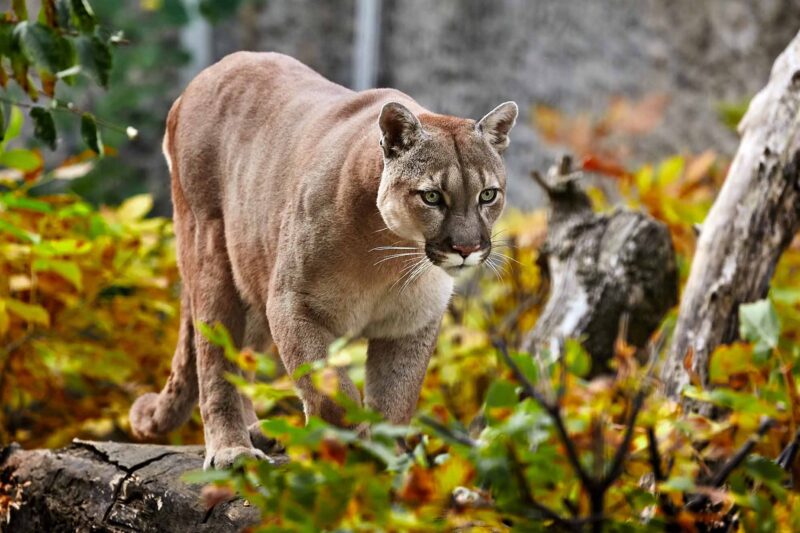 5 Cyclists Fight Off Cougar Attack, 1 Hospitalized