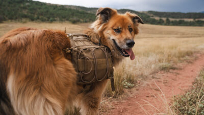 The Best Dog Backpacks of 2024