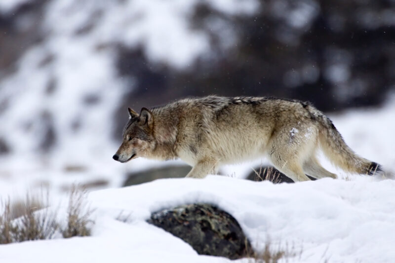 First Confirmed Colorado Wolf Depredation Since Reintroduction