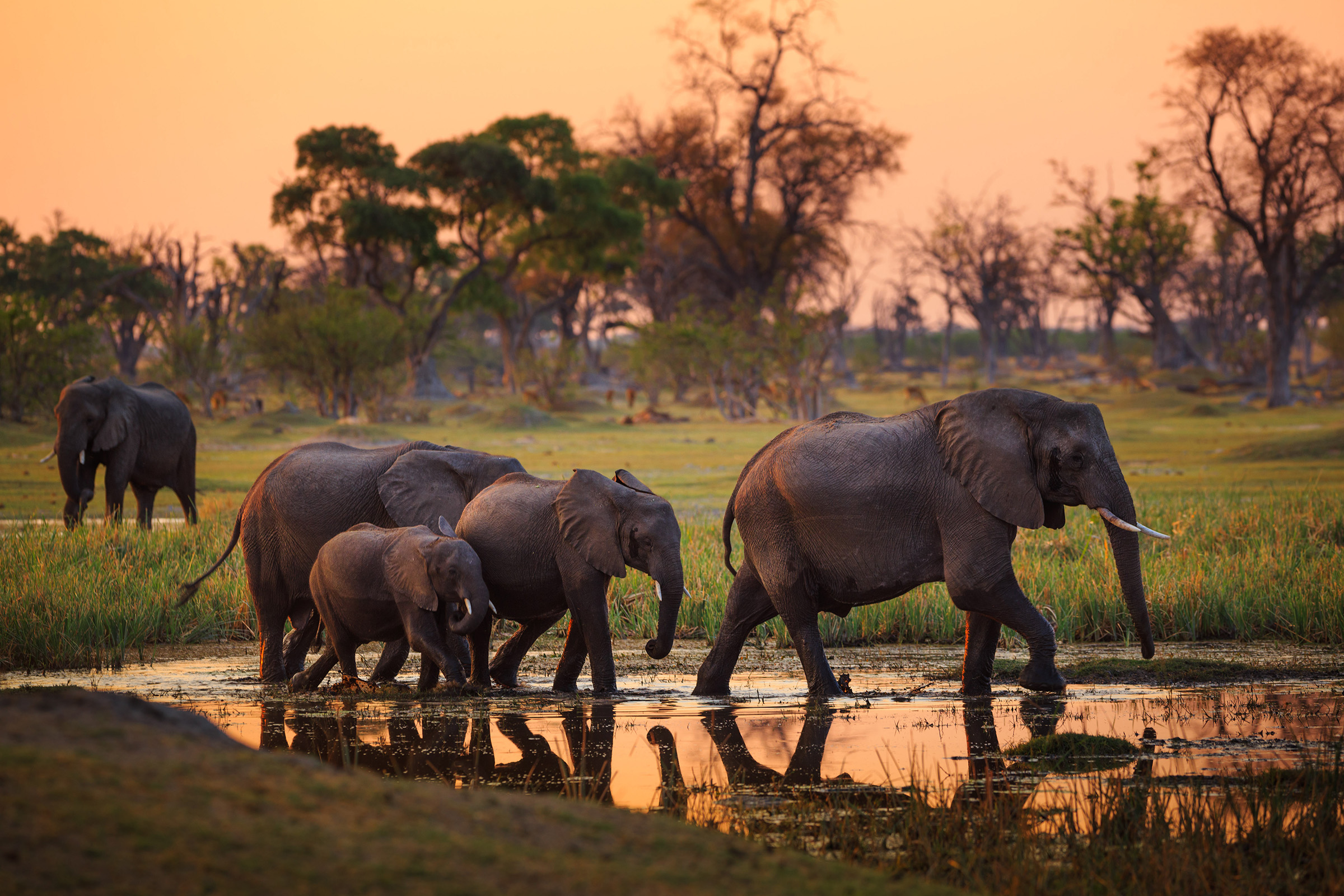 Why Botswana’s President Just Threatened to Send 20,000 Elephants to Germany